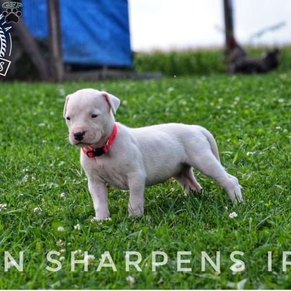 Roja, Dogo Argentino Puppy