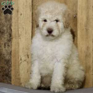 Arlin, Miniature Poodle Mix Puppy