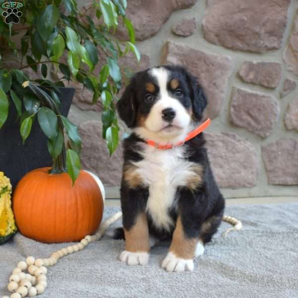 Bailey, Bernese Mountain Dog Puppy