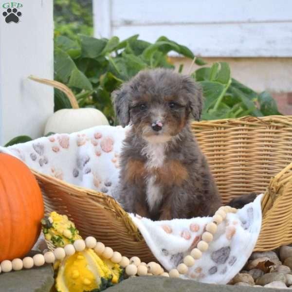 Bailey, Mini Bernedoodle Puppy