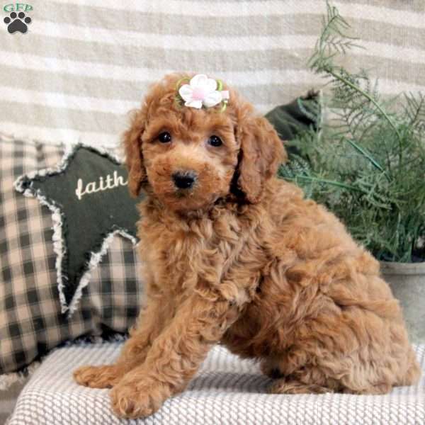 Bailey, Miniature Poodle Puppy