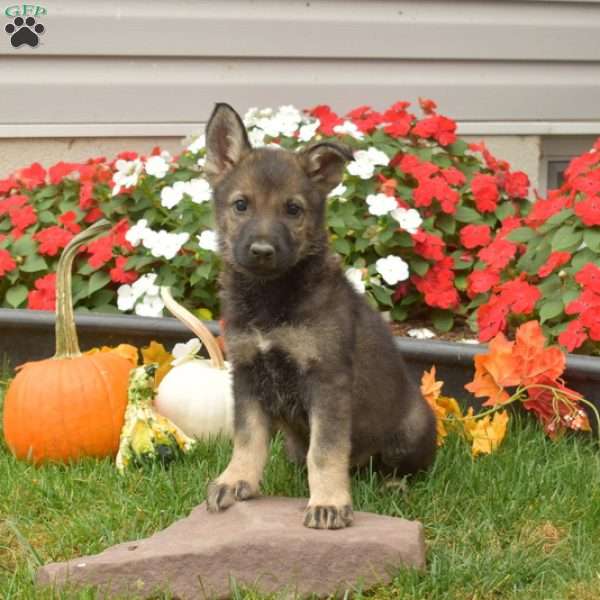 Bailey, German Shepherd Puppy