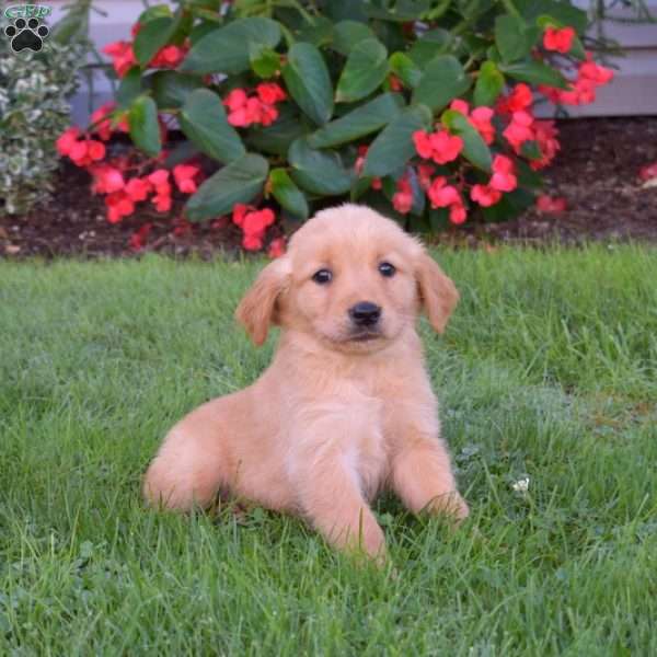 Bailey, Golden Retriever Puppy