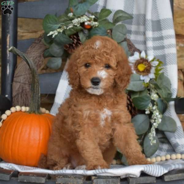 Bailey, Mini Goldendoodle Puppy