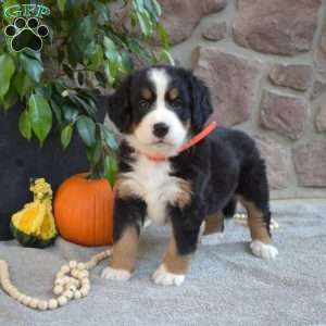 Bailey, Bernese Mountain Dog Puppy