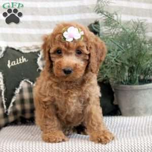 Bailey, Miniature Poodle Puppy