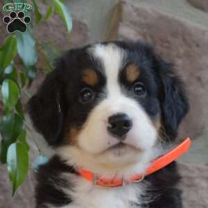 Bailey, Bernese Mountain Dog Puppy