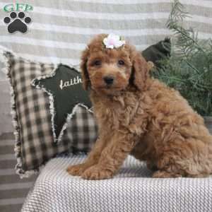 Bailey, Miniature Poodle Puppy