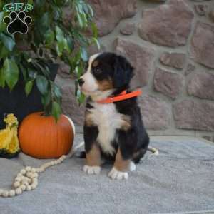 Bailey, Bernese Mountain Dog Puppy