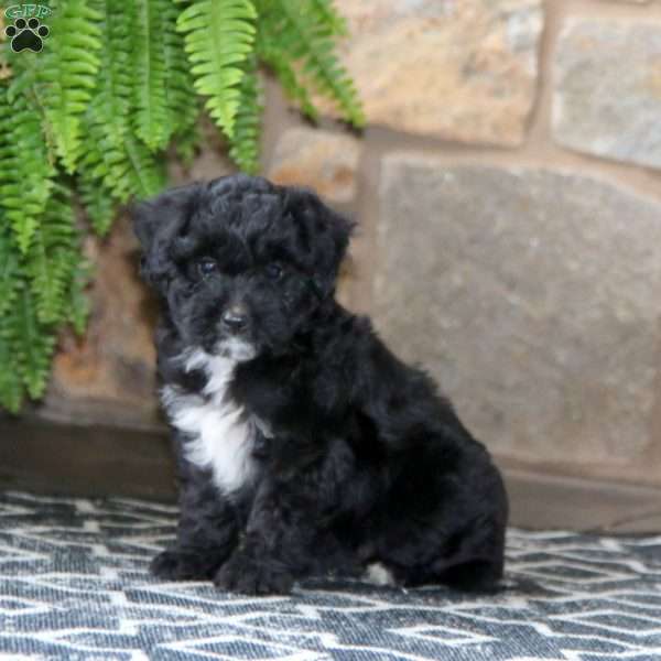 Bailey, Miniature Poodle Mix Puppy