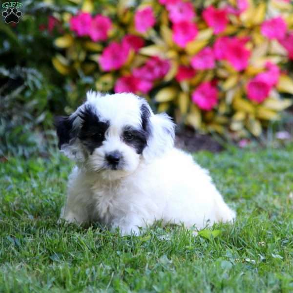 Bailey, Cockapoo Puppy