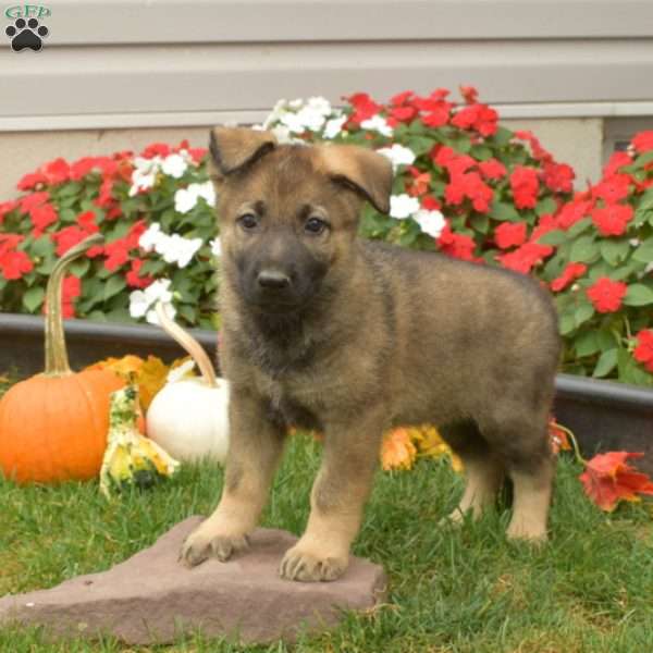 Balto, German Shepherd Puppy