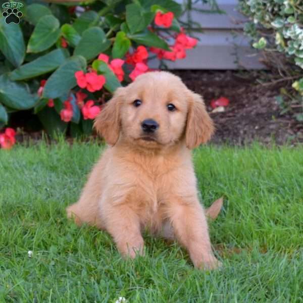 Bambi, Golden Retriever Puppy