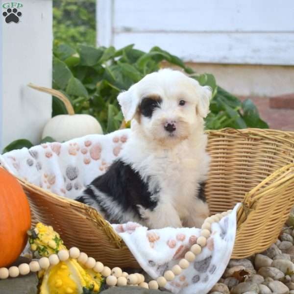 Bandit, Mini Bernedoodle Puppy