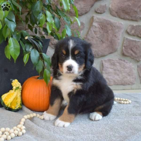 Bandit, Bernese Mountain Dog Puppy