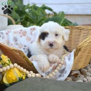 Bandit, Mini Bernedoodle Puppy