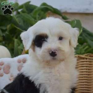 Bandit, Mini Bernedoodle Puppy