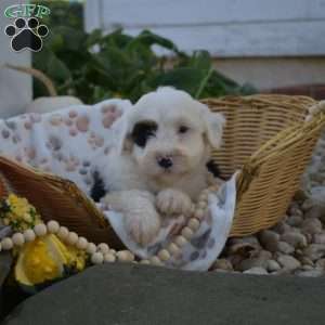 Bandit, Mini Bernedoodle Puppy