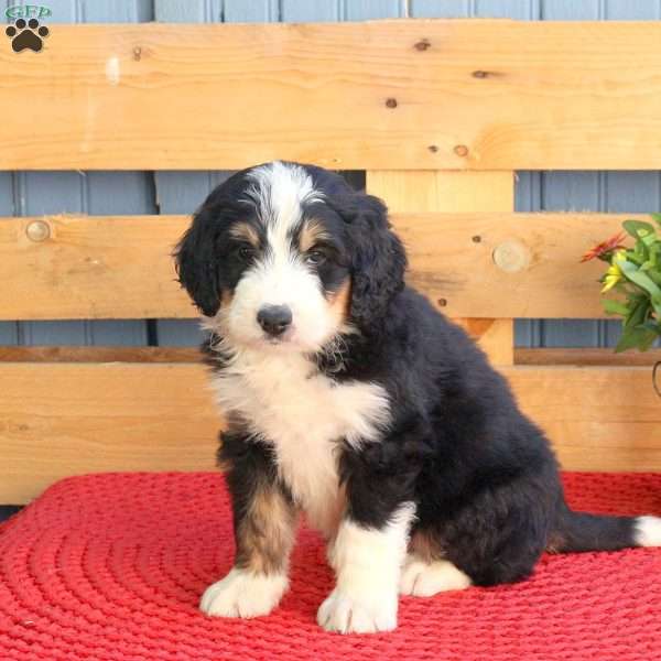 Banjo, Bernedoodle Puppy