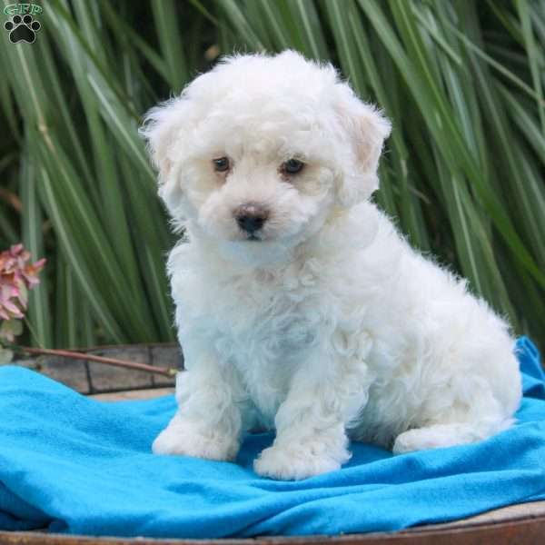 Banjo, Bichon Frise Puppy