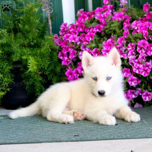 Banjo, Siberian Husky Mix Puppy