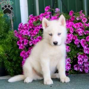 Banjo, Siberian Husky Mix Puppy