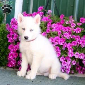 Banjo, Siberian Husky Mix Puppy