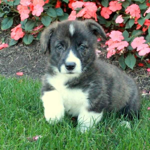 Banks, Pembroke Welsh Corgi Puppy