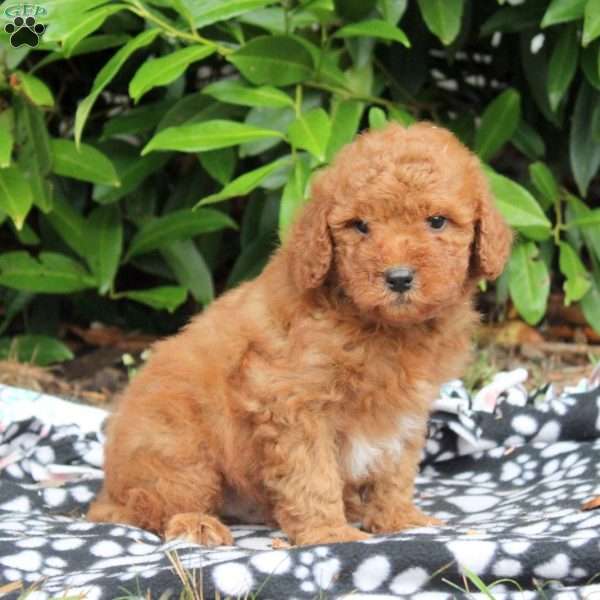 Barkley, Golden Cavadoodle Puppy