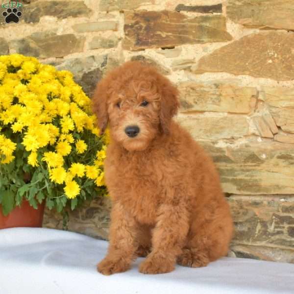 Barkley, Mini Goldendoodle Puppy