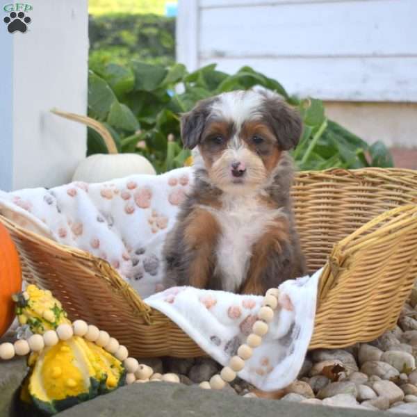 Barley, Mini Bernedoodle Puppy