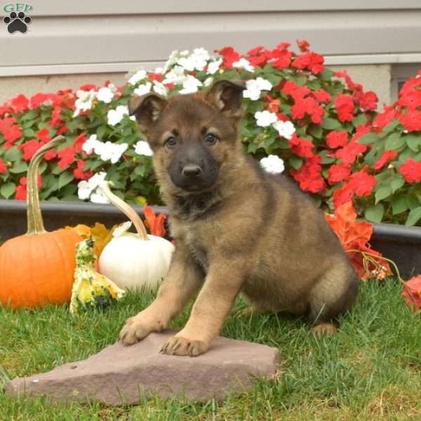 Barley, German Shepherd Puppy