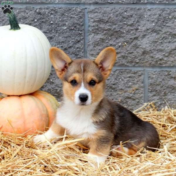 Baxter, Pembroke Welsh Corgi Puppy