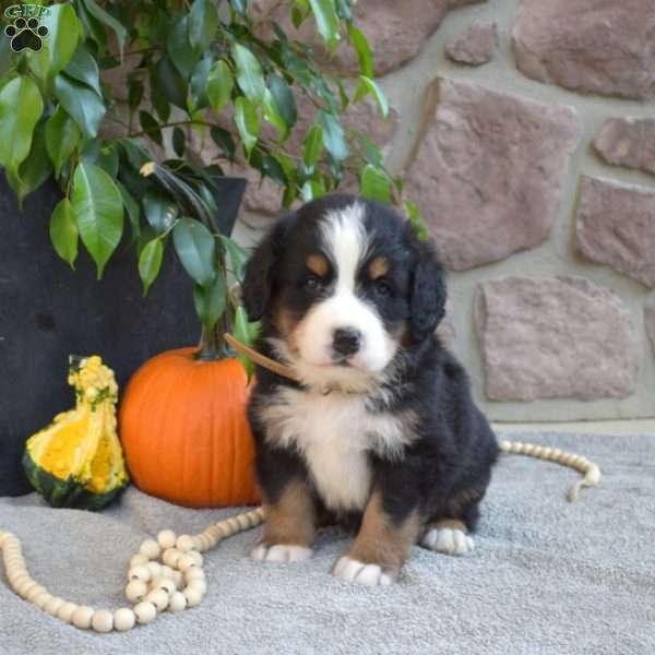 Bear, Bernese Mountain Dog Puppy