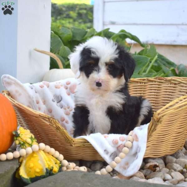 Bear, Mini Bernedoodle Puppy