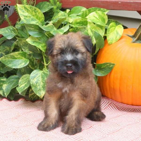 Bear, Soft Coated Wheaten Terrier Puppy