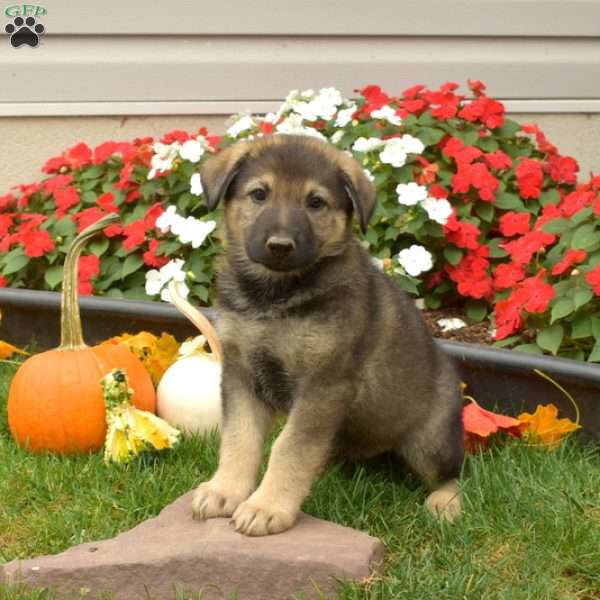 Bear, German Shepherd Puppy