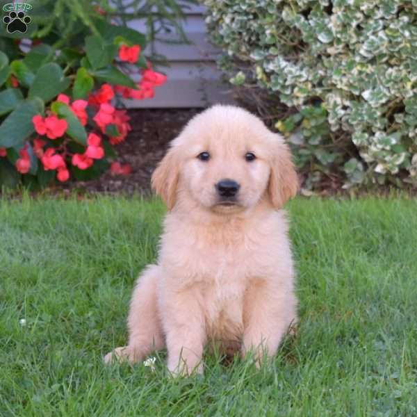 Bear, Golden Retriever Puppy