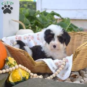 Bear, Mini Bernedoodle Puppy