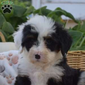 Bear, Mini Bernedoodle Puppy