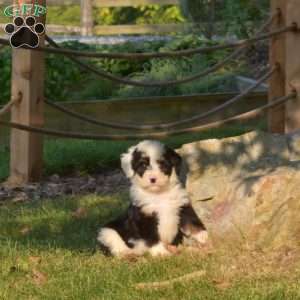 Bear, Mini Bernedoodle Puppy