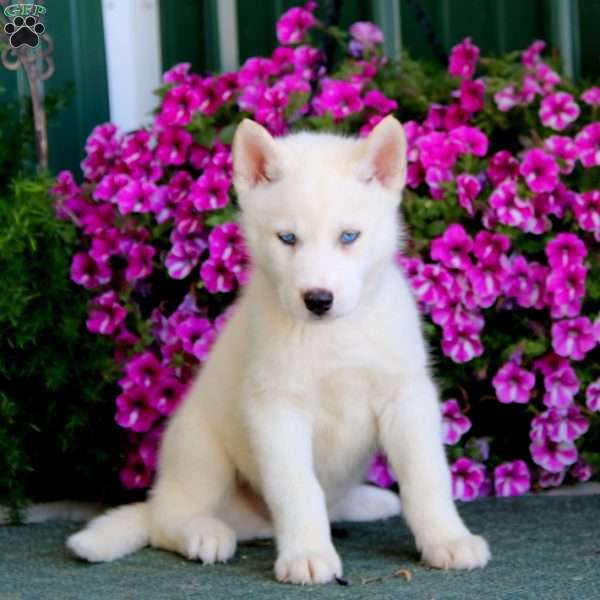 Bear, Siberian Husky Mix Puppy