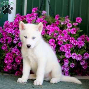 Bear, Siberian Husky Mix Puppy