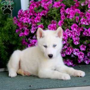 Bear, Siberian Husky Mix Puppy