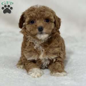 Beauty, Mini Goldendoodle Puppy