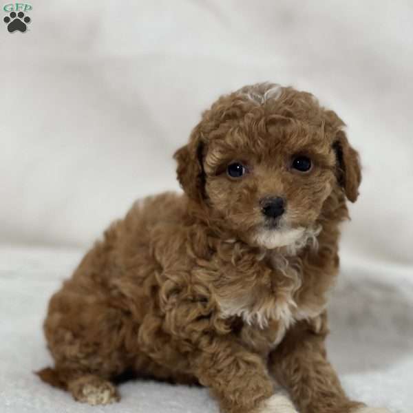 Beauty, Mini Goldendoodle Puppy