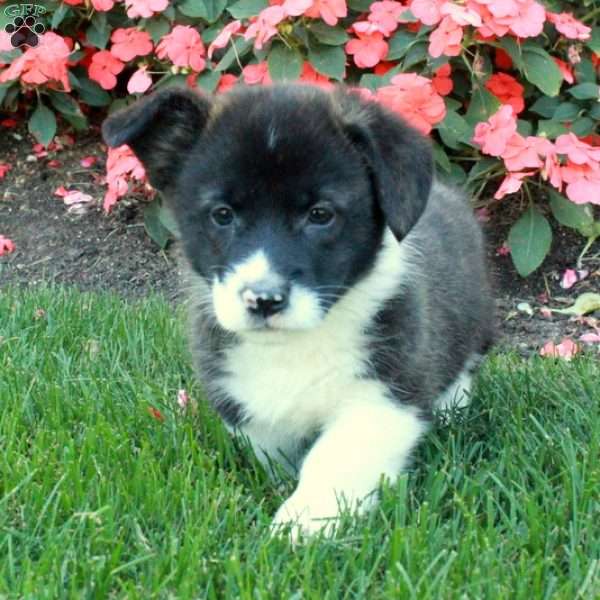 Beck, Pembroke Welsh Corgi Puppy