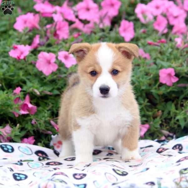 Becky, Pembroke Welsh Corgi Puppy