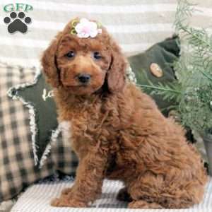 Becky, Miniature Poodle Puppy