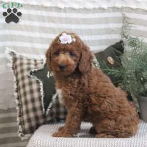 Becky, Miniature Poodle Puppy